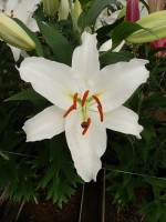 [5377 Meriva TL VZ No02.JPG]